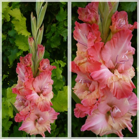 PINK SHERBET